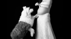 マタニティフォトwith オールドイングリッシュシープドッグ