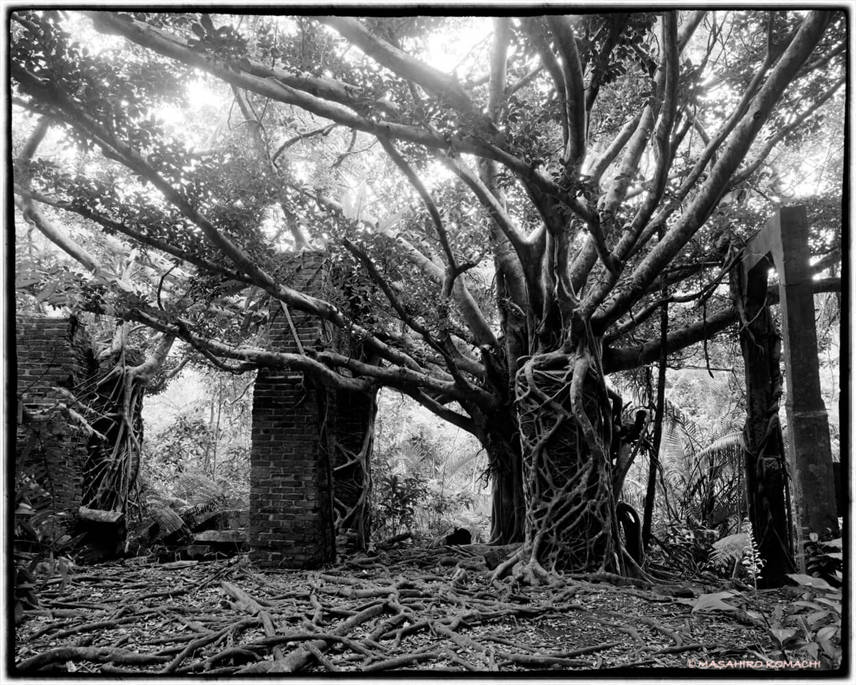西表島・ガジュマルの樹