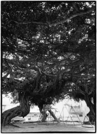 写真家小町剛廣が撮影した沖縄の巨大ガジュマルと公園遊具のモノクロ写真