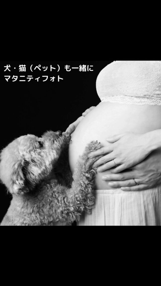 *
マタニティフォト撮影する・犬・猫（ペット）も一緒に  *
🚩犬、猫（ペット）も大切な家族と考えております。  *  ～∴～∴～∴～∴～∴～∴～∴～∴～∴～∴～∴～∴～∴
お腹の子とワンチャン、猫ちゃんは
感覚的に会話しているように
撮影していて感じます
～∴～∴～∴～∴～∴～∴～∴～∴～∴～∴～∴～∴～∴
*
ミニチュアシュナイザー、
トイプードル、フレンチブルドック、
ラブラドール 、チワワ、
柴犬、豆しば、ラブラドール・・・
様々な犬種が来てます。
*
事前に必ずペットと一緒に
撮影する旨をお教えください
*
お越しの際は　リード、移動用の簡単なゲージをお願いします。
*
ワンちゃんやネコちゃんが興奮した際、
少し暴走気味な時にお好きな
おやつ、おもちゃなどもあると
撮影がスムーズにいきます。  ～∴～∴～∴～∴～∴～∴～∴
#令和8年11月出産予定　#令和8年10月出産予定　#31週　#32週　#33週　#山王病院 #愛育病院 #杉山産婦人科 #マタニティフォト  #犬と一緒のマタニティフォト